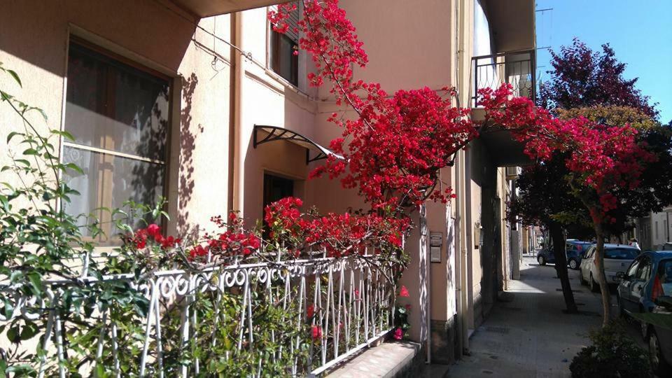 Hibiscus * Alghero